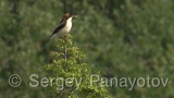 Video of Woodchat Shrike - Woodchat Shrike hunting near to the nest